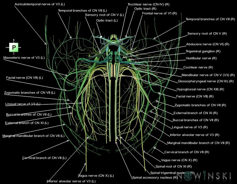 G1.T19.1.V3.C2.L1.Cranial_nerves_all.tiff