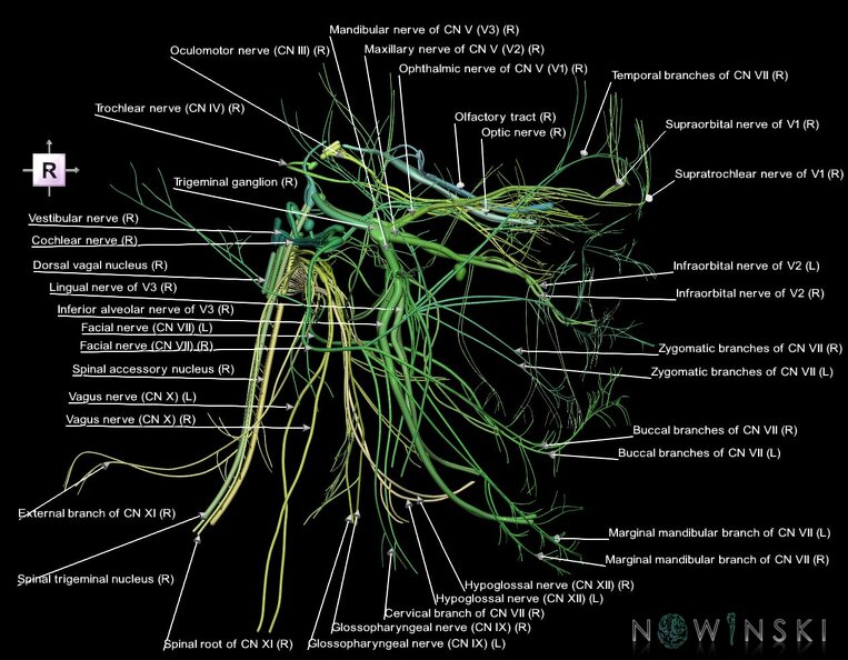 G1.T19.1.V4.C2.L1.Cranial_nerves_all.tiff