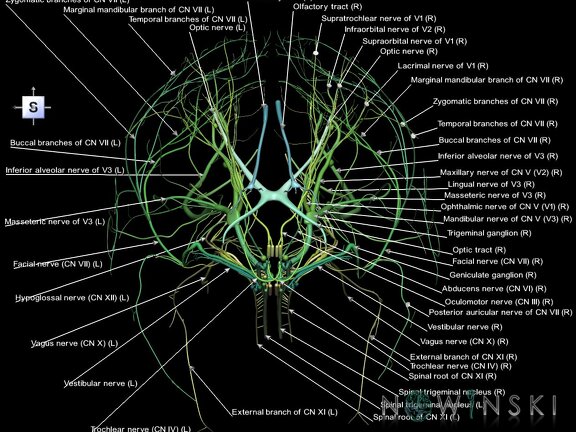 G1.T19.1.V5.C2.L1.Cranial nerves all