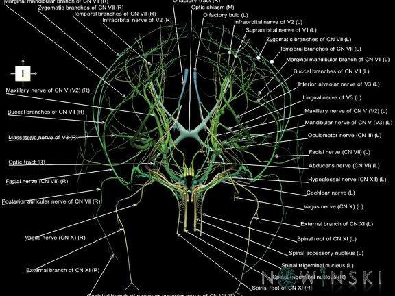 G1.T19.1.V6.C2.L1.Cranial nerves all