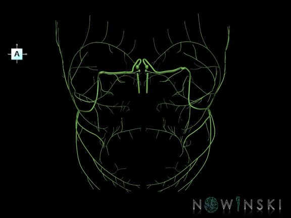 G1.T19.10.V1.C1.L0.Facial nerve