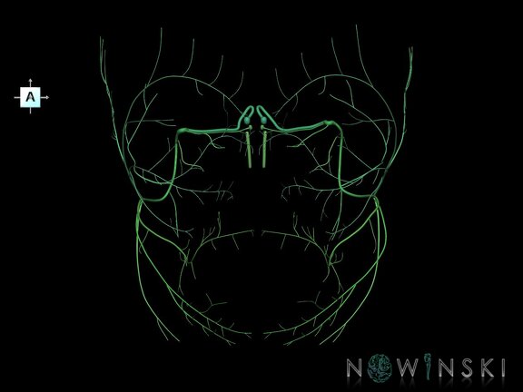 G1.T19.10.V1.C2.L0.Facial nerve