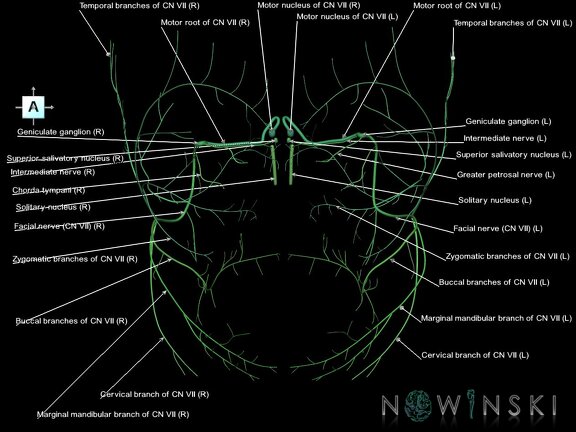 G1.T19.10.V1.C2.L1.Facial nerve