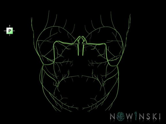 G1.T19.10.V3.C1.L0.Facial nerve