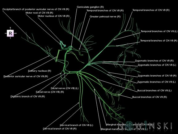 G1.T19.10.V4.C2.L1.Facial nerve