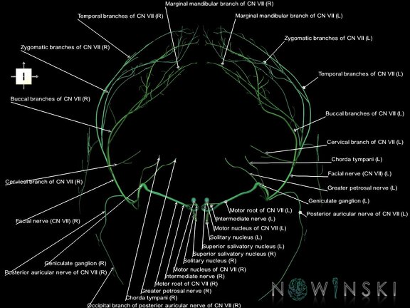 G1.T19.10.V6.C2.L1.Facial nerve