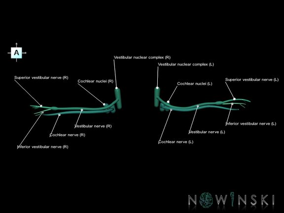 G1.T19.11.V1.C2.L1.Vestibulocochlear nerve