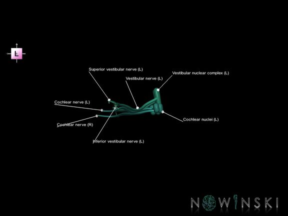 G1.T19.11.V2.C2.L1.Vestibulocochlear nerve