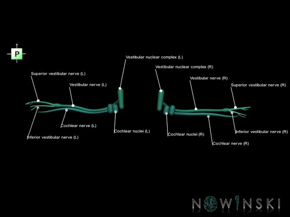 G1.T19.11.V3.C2.L1.Vestibulocochlear nerve