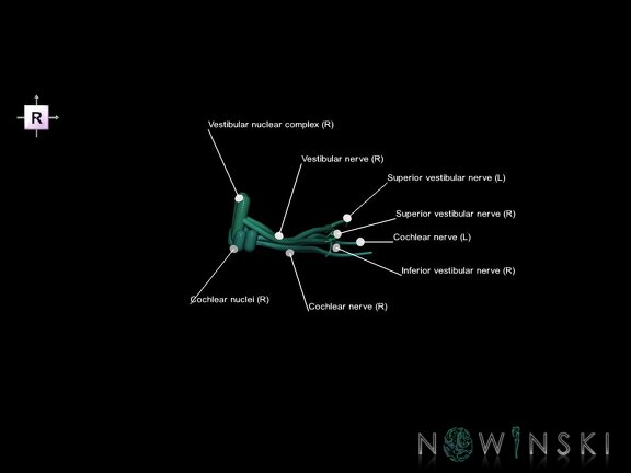 G1.T19.11.V4.C2.L1.Vestibulocochlear nerve