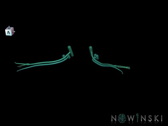 G1.T19.11.V7.C2.L0.Vestibulocochlear nerve