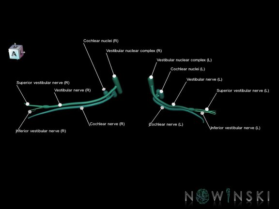 G1.T19.11.V7.C2.L1.Vestibulocochlear nerve