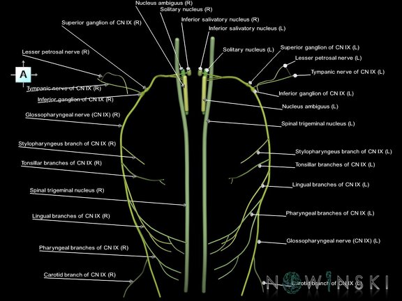 G1.T19.12.V1.C2.L1.Glossopharyngeal nerve