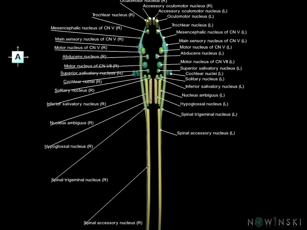 G1.T19.16.V1.C2.L1.Cranial nerve nuclei