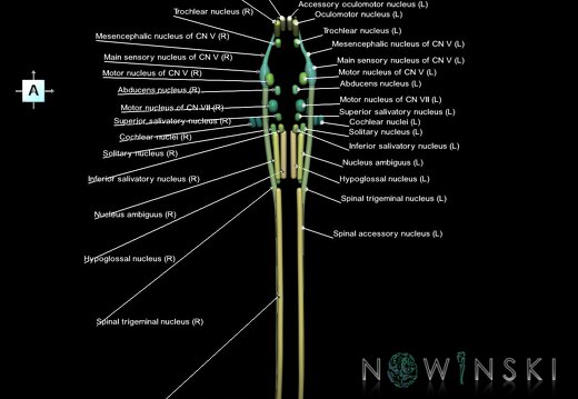 G1.T19.16.V1.C2.L1.Cranial nerve nuclei