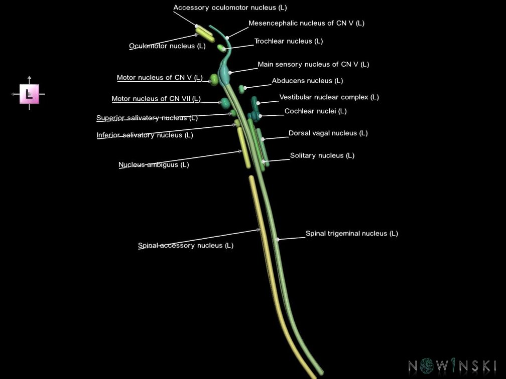 G1.T19.16.V2.C2.L1.Cranial nerve nuclei