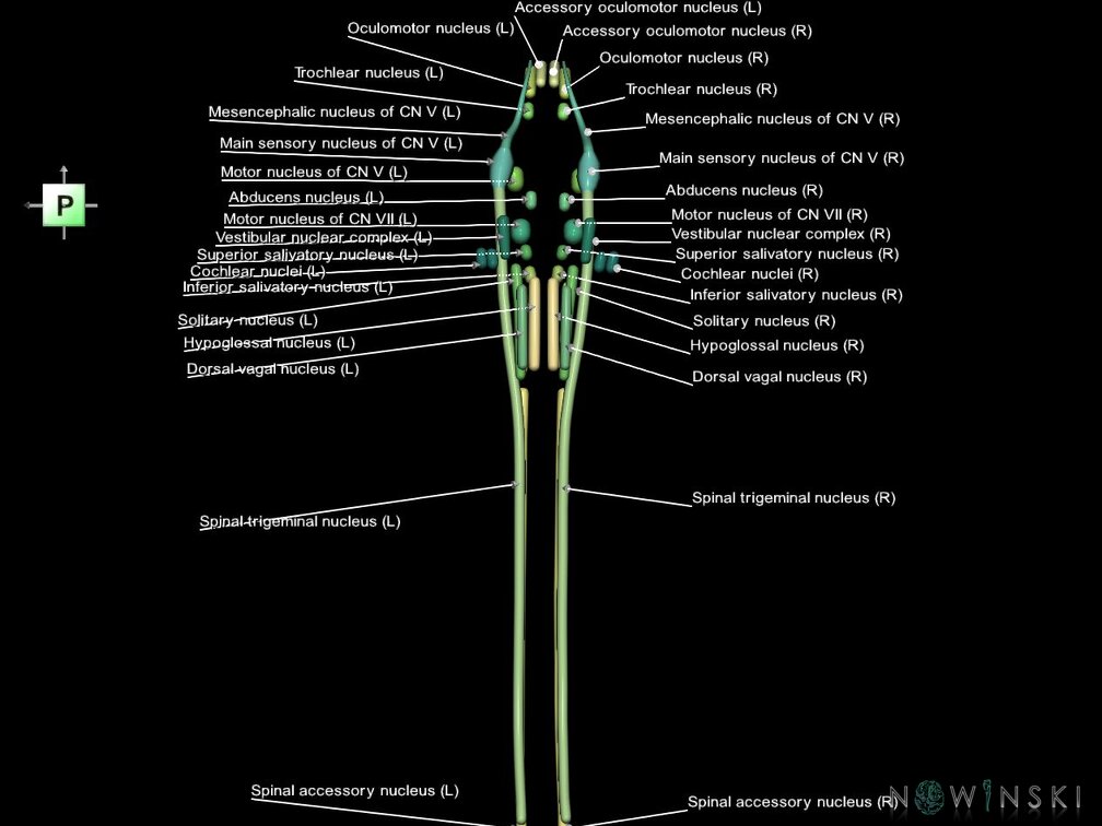 G1.T19.16.V3.C2.L1.Cranial nerve nuclei