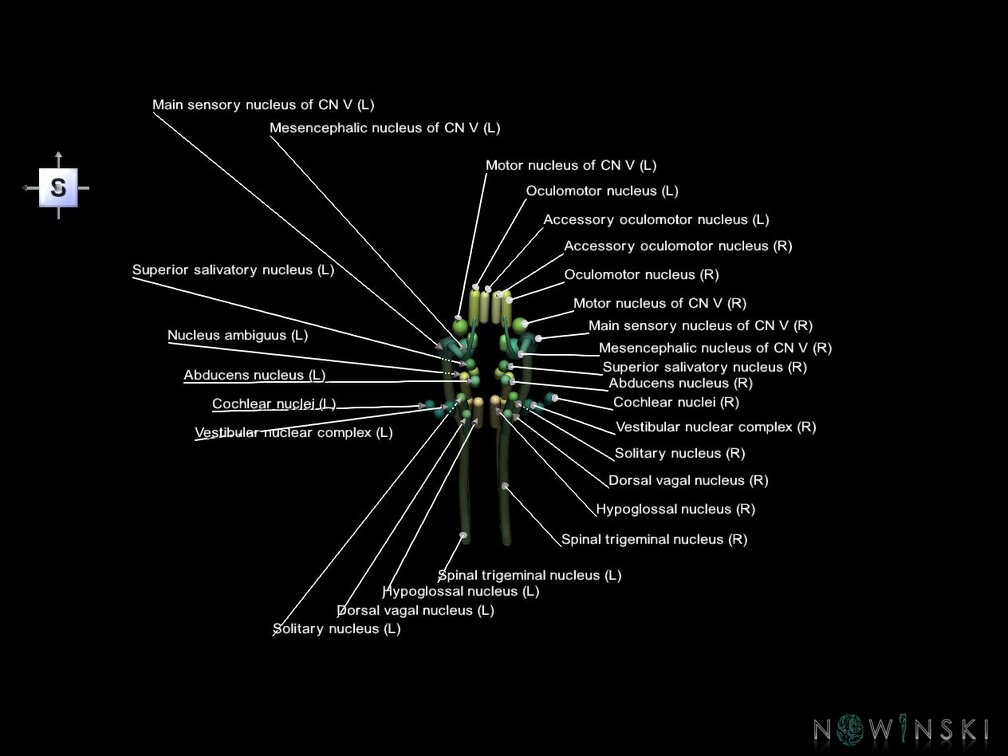 G1.T19.16.V5.C2.L1.Cranial nerve nuclei