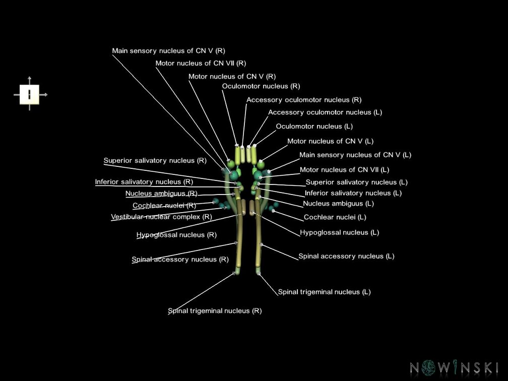 G1.T19.16.V6.C2.L1.Cranial nerve nuclei