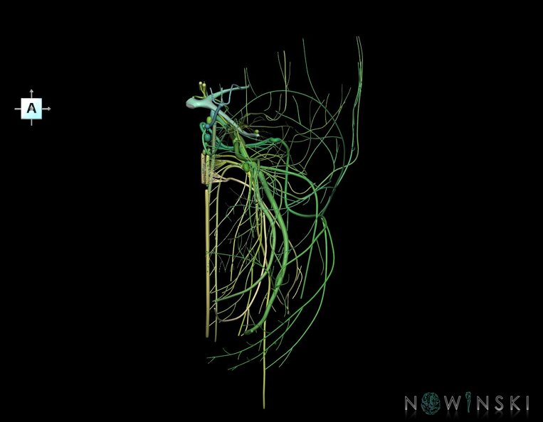 G1.T19.2.V1.C2.L0.Cranial_nerves_left.tiff