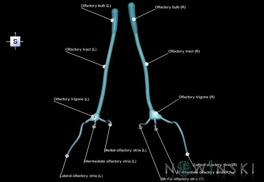 G1.T19.4.V5.C2.L1.Olfactory nerve