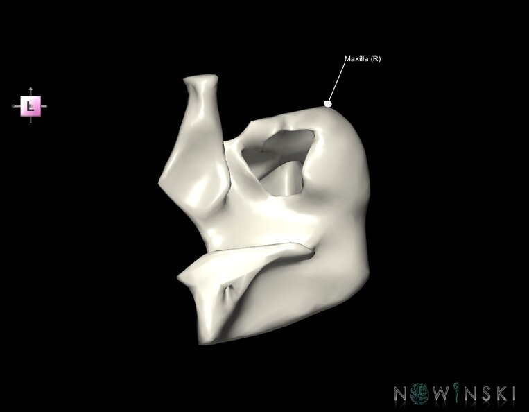 G1.T22.5.5.V2.C2.L1.Maxilla_right.tiff