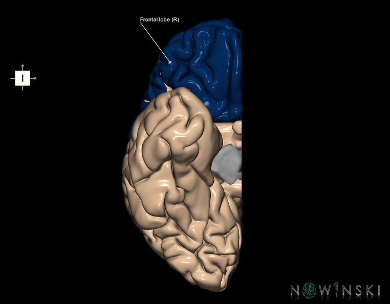 G1.T4.1.3.V6.C12.L1.Frontal_lobe_right.tiff