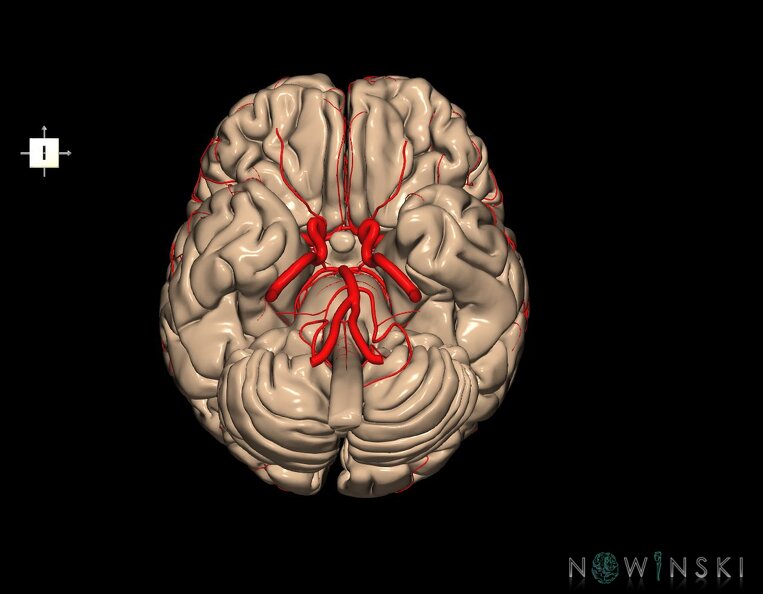 G2.T1-15.2.V6.C1.L0.CNS–Intracranial_arterial_system.tiff