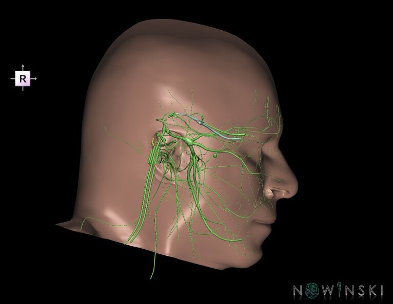 G2.T19.3-24.2.V4.C1.L0.Cranial_nerves_left–Skin_left.tiff