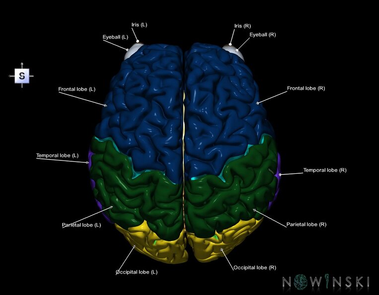 G2.T2-26.V5.C2.L1.Brain–Visual_system.tiff