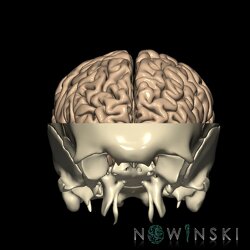 G2.T3.1-22.3.V1.C1.L0.Cerebrum whole-Skull base