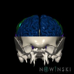 G2.T3.1-22.3.V1.C2.L0.Cerebrum whole-Skull base