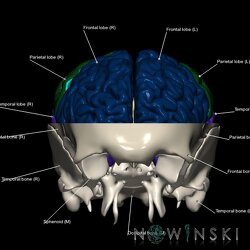 G2.T3.1-22.3.V1.C2.L1.Cerebrum whole-Skull base