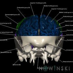 G2.T3.1-22.3.V1.C3-2.L1.Cerebrum whole-Skull base