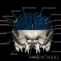 G2.T3.1-22.3.V1.C4-2.L1.Cerebrum whole-Skull base