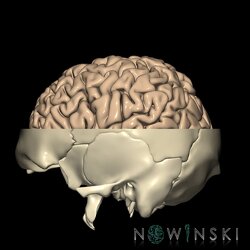 G2.T3.1-22.3.V2.C1.L0.Cerebrum whole-Skull base