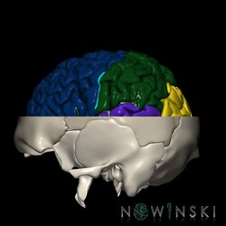 G2.T3.1-22.3.V2.C2.L0.Cerebrum whole-Skull base