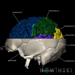 G2.T3.1-22.3.V2.C2.L1.Cerebrum whole-Skull base