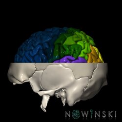 G2.T3.1-22.3.V2.C3-2.L0.Cerebrum whole-Skull base