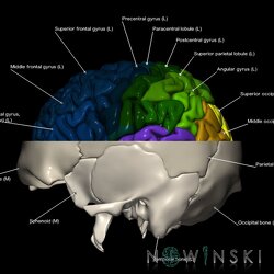 G2.T3.1-22.3.V2.C3-2.L1.Cerebrum whole-Skull base