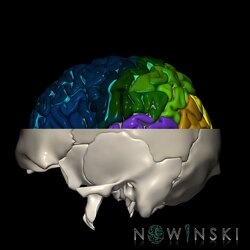 G2.T3.1-22.3.V2.C4-2.L0.Cerebrum whole-Skull base