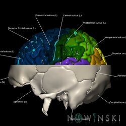 G2.T3.1-22.3.V2.C4-2.L1.Cerebrum whole-Skull base