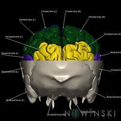 G2.T3.1-22.3.V3.C2.L1.Cerebrum whole-Skull base