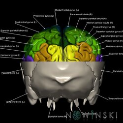 G2.T3.1-22.3.V3.C3-2.L1.Cerebrum whole-Skull base