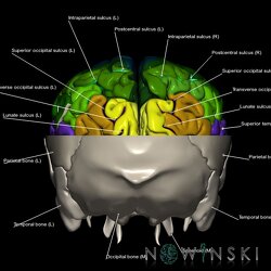 G2.T3.1-22.3.V3.C4-2.L1.Cerebrum whole-Skull base