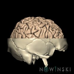 G2.T3.1-22.3.V4.C1.L0.Cerebrum whole-Skull base