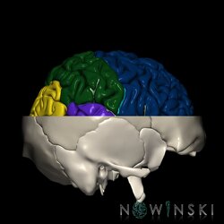 G2.T3.1-22.3.V4.C2.L0.Cerebrum whole-Skull base