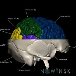 G2.T3.1-22.3.V4.C2.L1.Cerebrum whole-Skull base