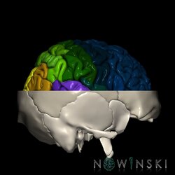 G2.T3.1-22.3.V4.C3-2.L0.Cerebrum whole-Skull base