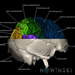 G2.T3.1-22.3.V4.C3-2.L1.Cerebrum whole-Skull base